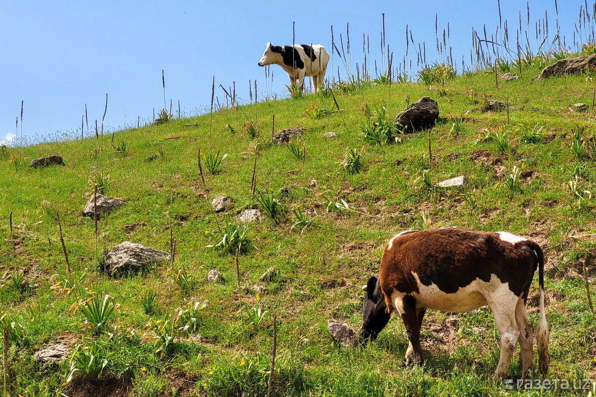 Никитаның желідегі жалаңаш тобы